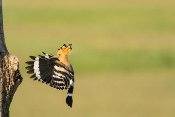 Eurasian hoopoe (Upupa epops) © Johannes Jensås