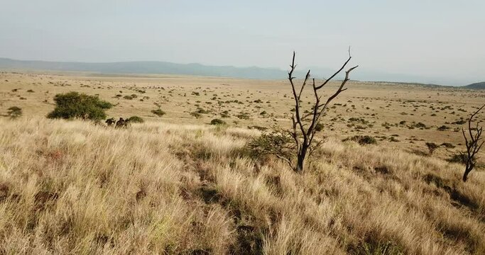 Drone shot of a Wildlife Conservancy in Kenya - Lewa Conservancy