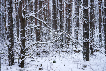 Fototapeta premium Winter forest. Snow-covered trunks of pine trees.