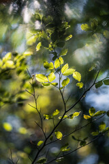 ambient Light through the trees in the autumn forest