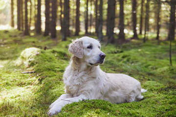 Beautiful golden retriever in the meadow in the autumn forest