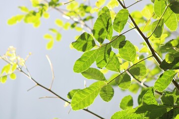 sun against the leaves in a summer morning 