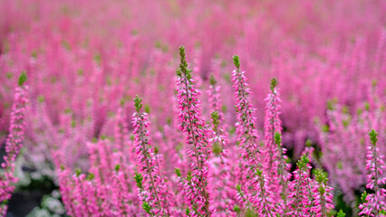 Fototapeta premium Blooming pink purple heather flowers in the forest on an autumn day.