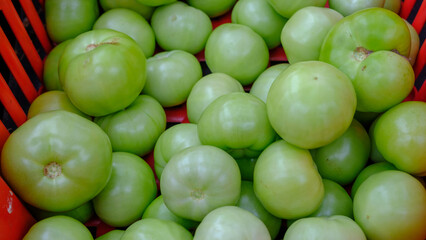 Lots of fresh healthy green tomatoes in a red plastic box.