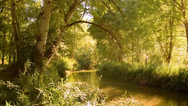 Beautiful view of a tree next to a river in a lush forest, on a sunny summer afternoon