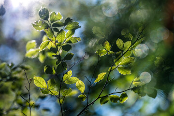 ambient Light through the trees in the autumn forest