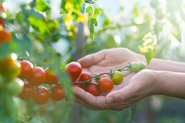 Close-up of cherry tomatoes on a branch in the female hands of a farmer. Garden care. Evening summer sunset. Blurred foreground.