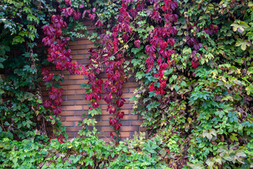 fence overgrown wild grapes background autumn colorful leaves