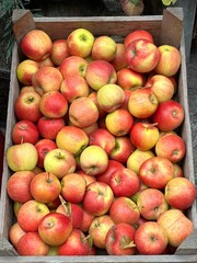 Red apples harvest in the market.