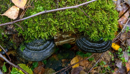 a tinder mushroom growing on a fallen tree covered with moss