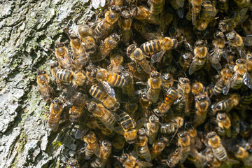 Bees in a detailed plan, a swarm of bees was shot under a macro lens.