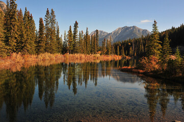 deep golden grass on autumn day reflection in pond in the mountains of Kananaskis country of Alberta