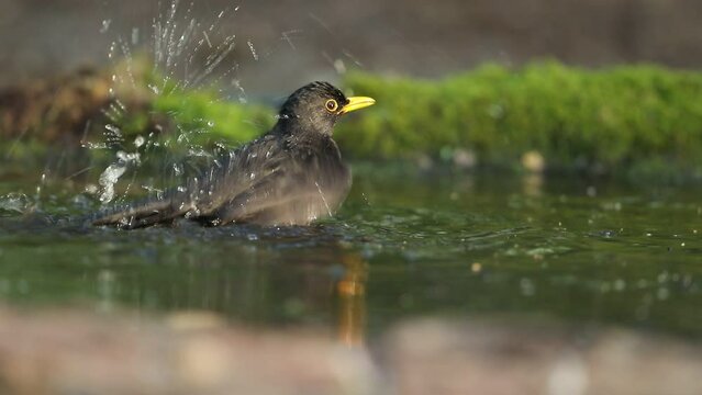 Kos (Turdus merula)