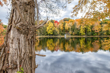 View of colourful autumn foliage reflected in calm waters, lawn chair on far shore, gnarled willow tree trunk in foreground, nobody