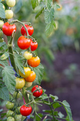 Close-up of an Orange tomato on a branch. Branch with colorful tomatoes. Farmer's garden. Blurred foreground.
