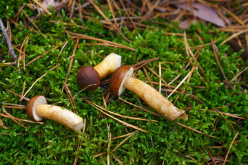 Three cut brown edible mushrooms lying on green moss. Bay bolete fungi collected in the forest during the mushroom picking season.