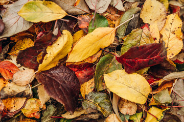 Autumn dry fallen colorful leaves. Natural background.