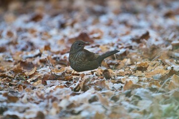 Eine Amsel sitzt im Winter bei Frost zwischen gefrorenen Blättern, turdus merula