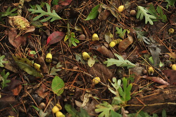 Acorns on the forest floor overview