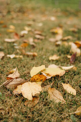 Autumn dry fallen colorful leaves. Natural background.