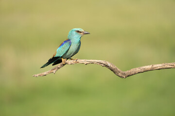 European roller (Coracias garrulus)