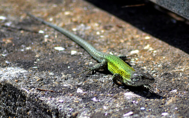 Fototapeta premium lizard on the stone