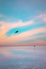 Pelicans flying over the sea in Tobago Caribbean nature sunrise sunset sky pastel colors calm and serene