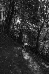 Obraz premium path in the forest