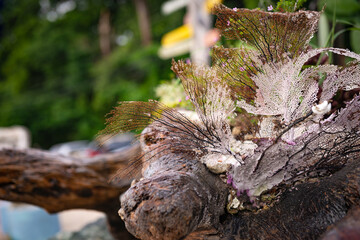 Outdoor decoration beach tropical log coral beechwood plants arrangement rustic