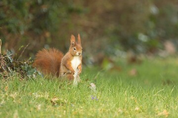 Ein rotes Eichhörnchen sitzt aufrecht in einer Wiese, sciurus vulgaris