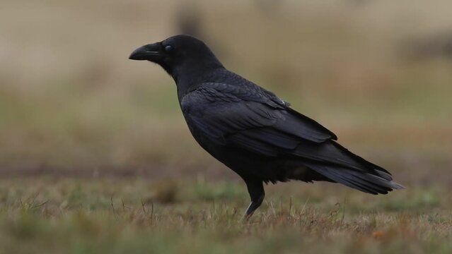 Kruk (Corvus corax)