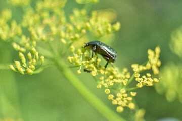 Green beetle closeups, the beetle sits on a flower