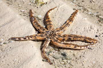 Das Sterben der Seesterne, verstorbender Seestern an einem Strand in der Karibik