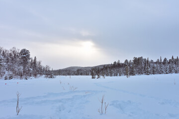 Winter in a spruce forest, spruces covered with white fluffy snow. Selective focus. Winter Landscape with Snow and Trees. Snow covered trees in forest during winter