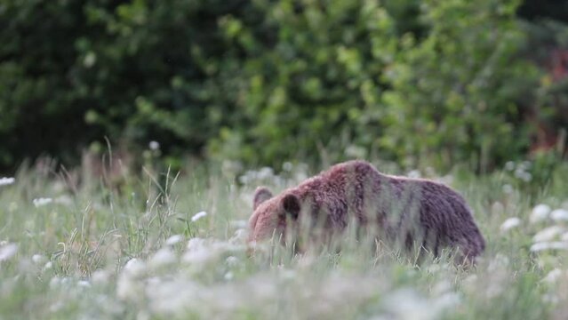 Niedźwiedź brunatny (Ursus arctos)