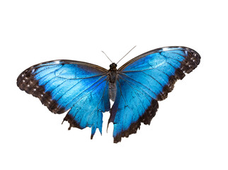 Obraz na płótnie Canvas blue butterfly closeup cutout isolated on white background