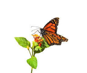 Fototapeta na wymiar monarch butterfly close up on orange flower with green leaves white background