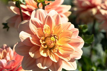 Dazzling Pink and Yellow Dahlias