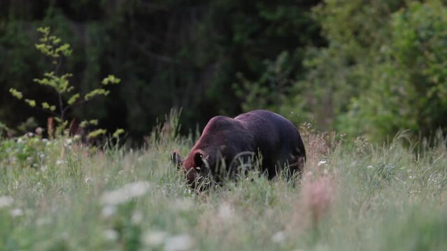Niedźwiedź brunatny (Ursus arctos)
