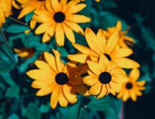 Beautiful yellow flowers in the sun