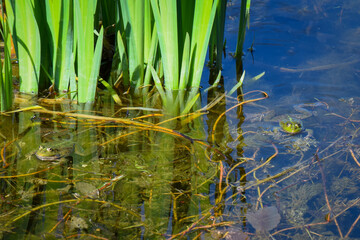 Frogs in pond