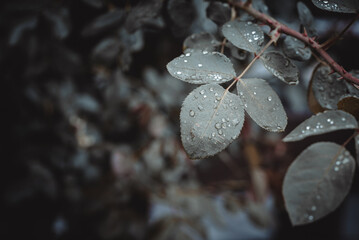 Rain drops on autumn leaves
