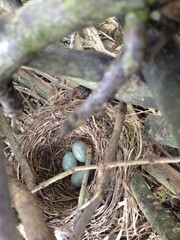 Obraz premium Eggs in a bird nest