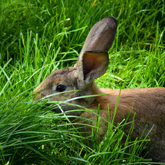 Brown rabbit in grass