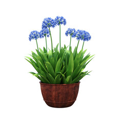 decorative flower in a pot isolate on a transparent background, 3D illustration, cg render