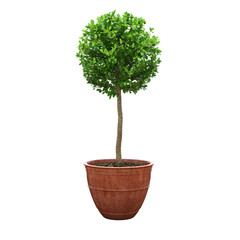 Obraz premium decorative flower in a pot isolate on a transparent background, 3D illustration, cg render