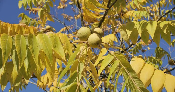 Fruits du noyer am&eacute;ricain en automne 