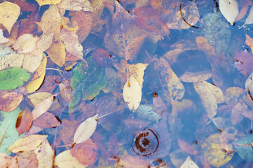 Fallen yellow and orange leaves in the clear water of a pond or puddle during rain. Leaves in the water. Circles on the surface from drops. Close up.