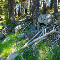 Forest on the mountainside with old trees, roots, green grass