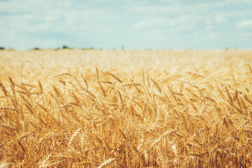 Fototapeta na wymiar golden wheat field